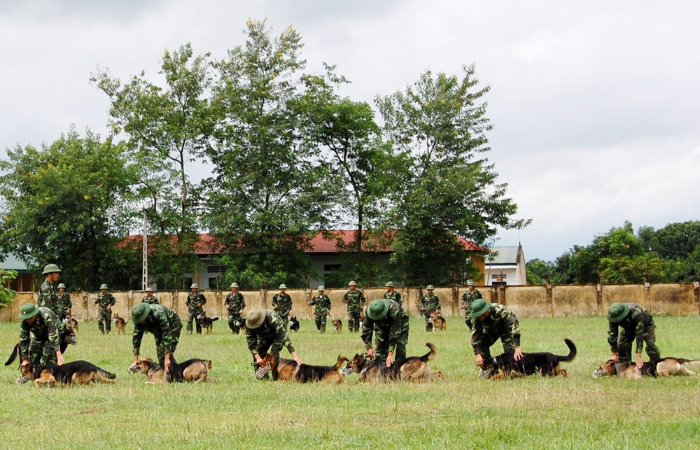 Xếp đội hình bò chiến thuật.